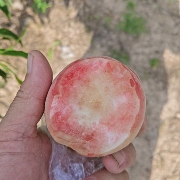 毛桃