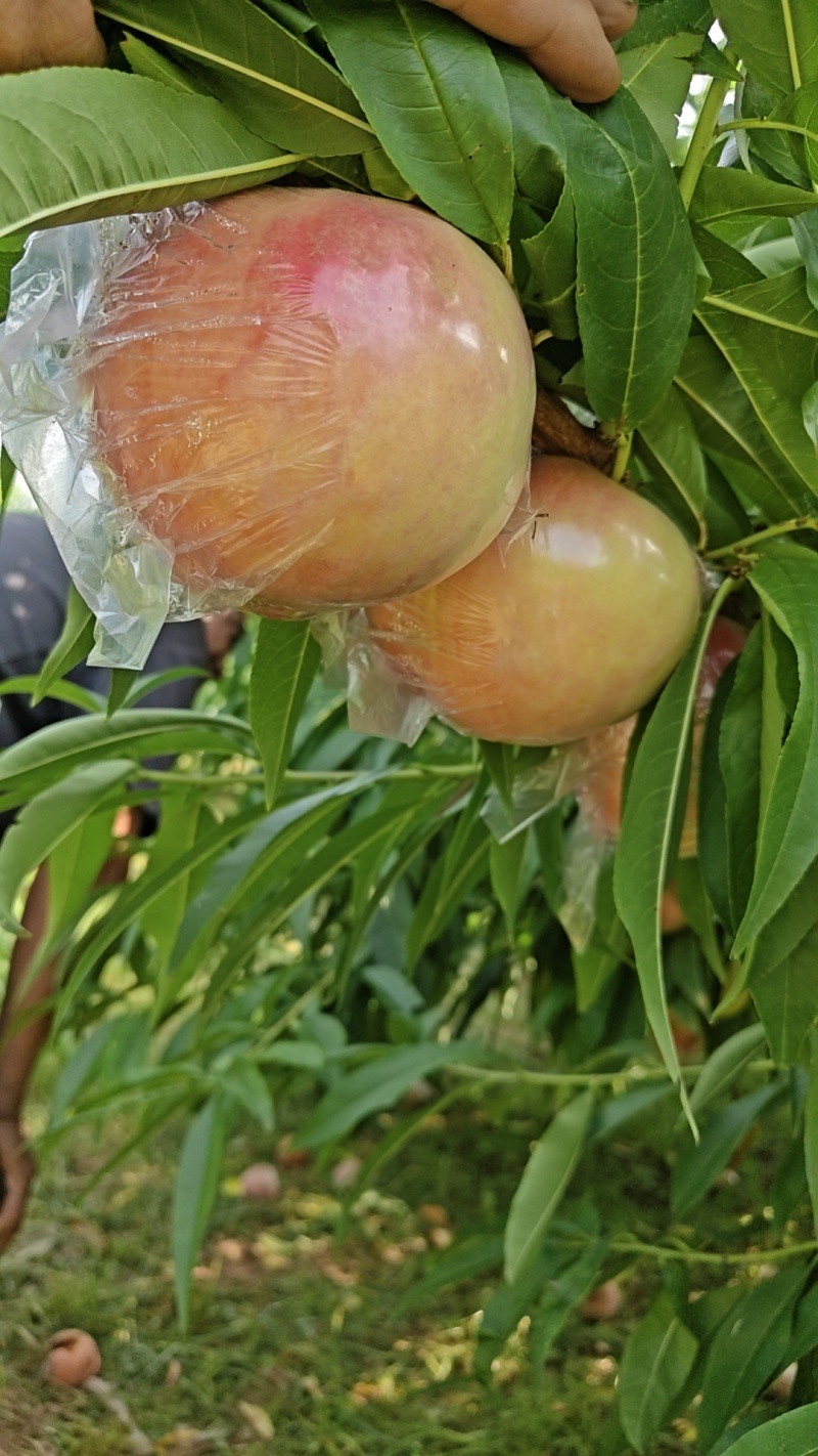 毛桃