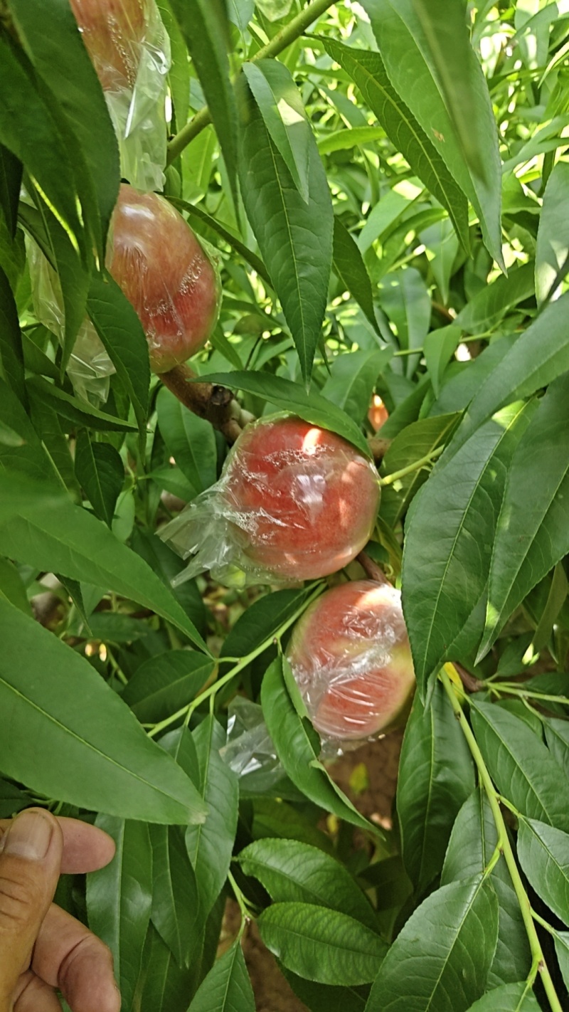 毛桃