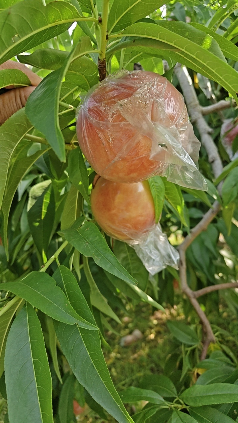 毛桃