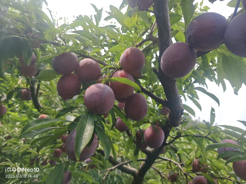#苹果#鲁丽苹果#红苹果#李子#青苹果#沂蒙山区口感很甜