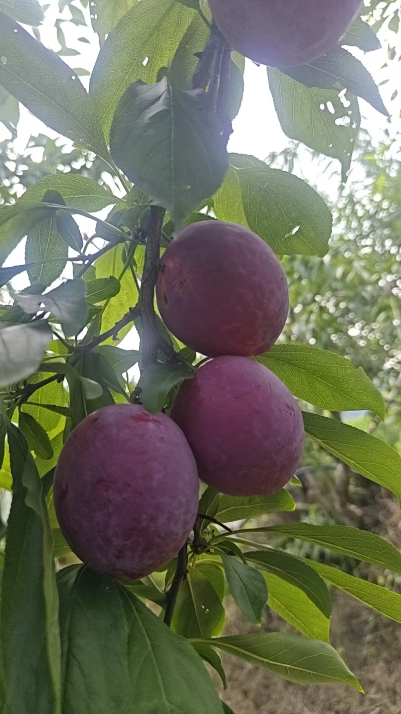 #苹果#鲁丽苹果#红苹果#李子#青苹果#沂蒙山区口感很甜