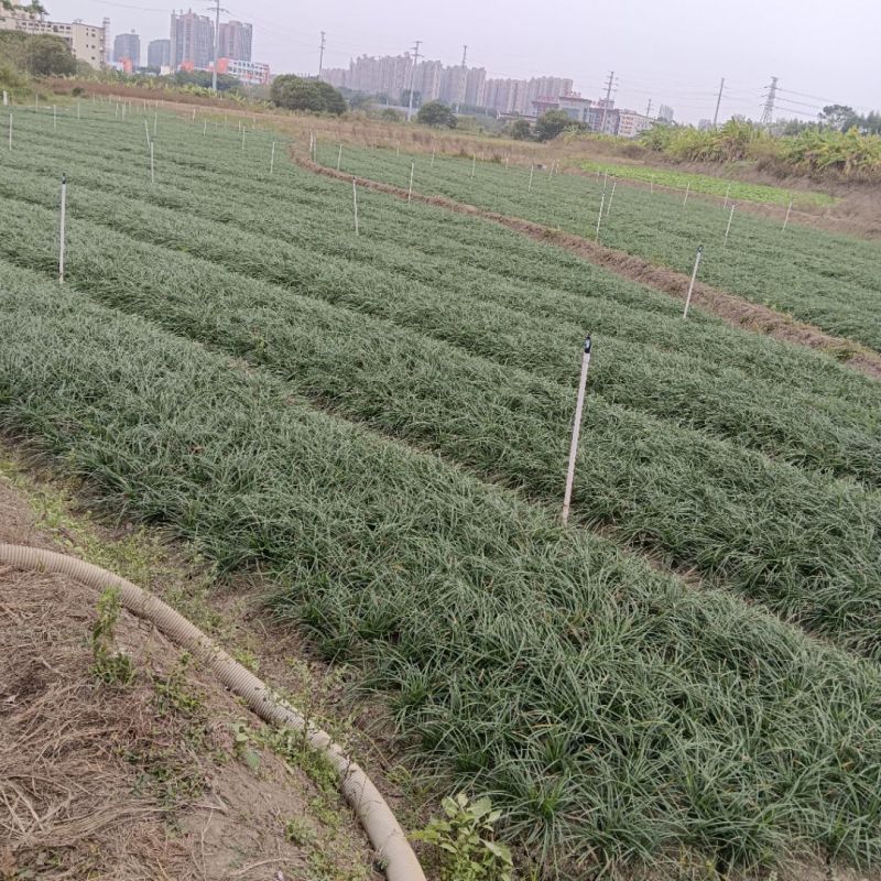 药用麦冬苗