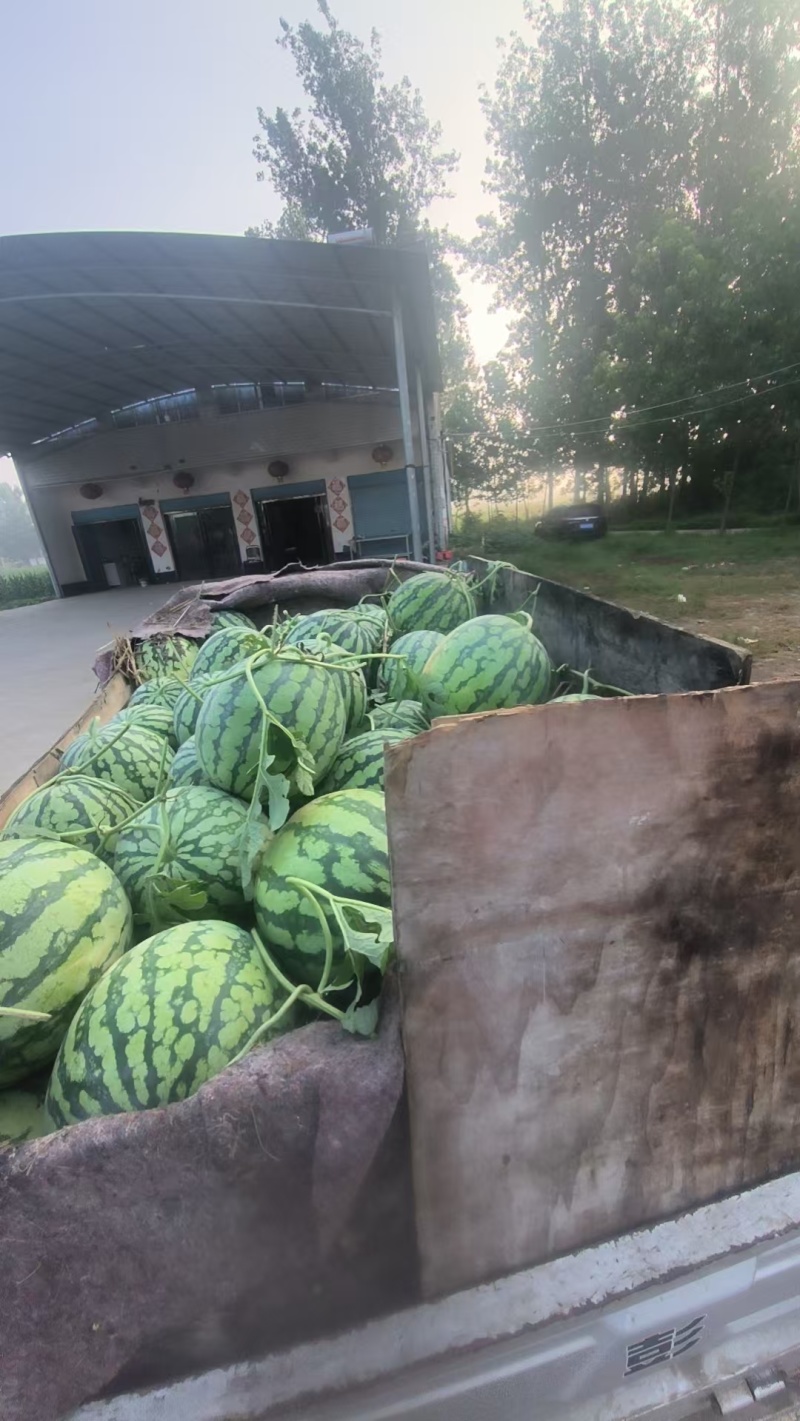 安徽美都西瓜品质好大量上市甜度高，欢迎采购，