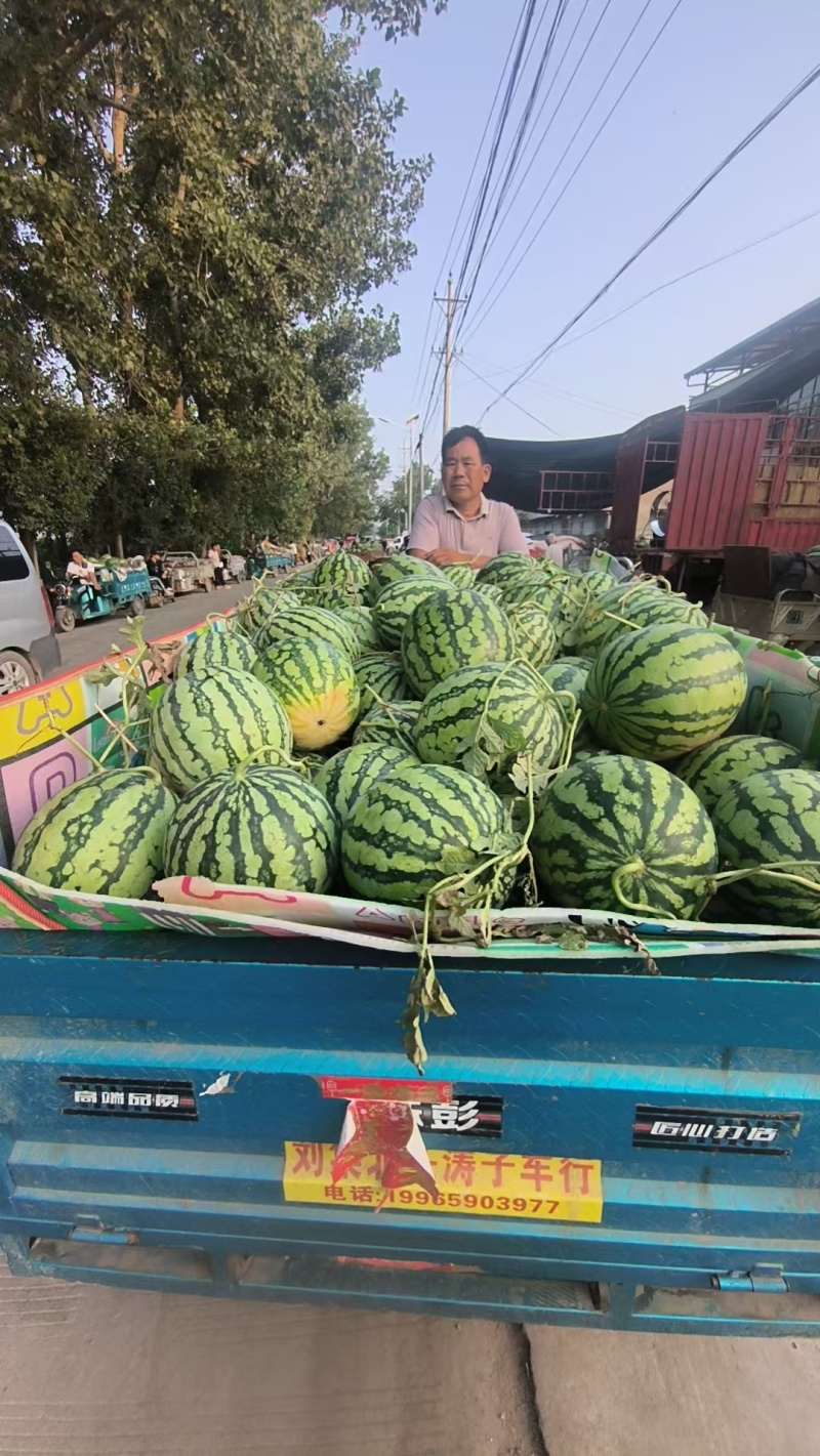 安徽美都西瓜品质好大量上市甜度高，欢迎采购，