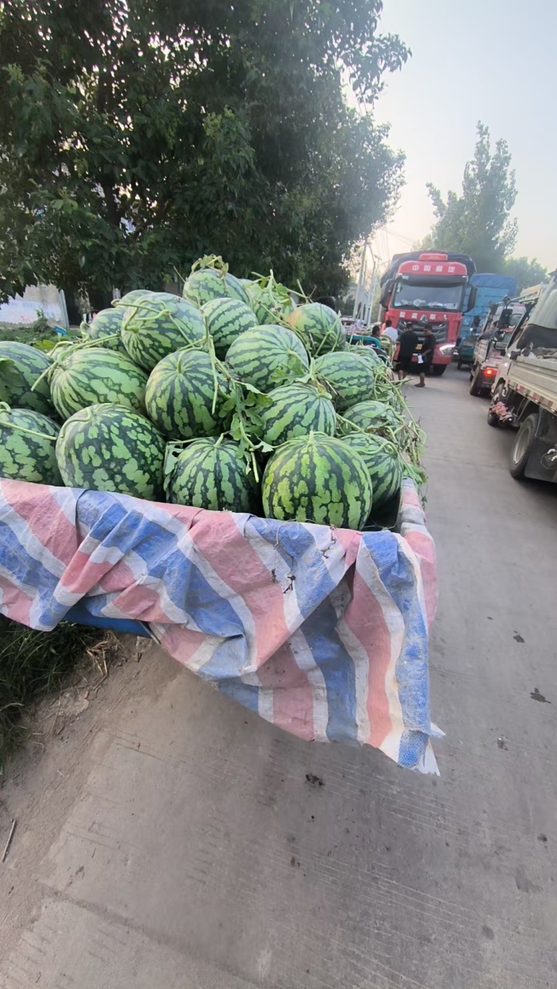 安徽美都西瓜品质好大量上市甜度高，欢迎采购，