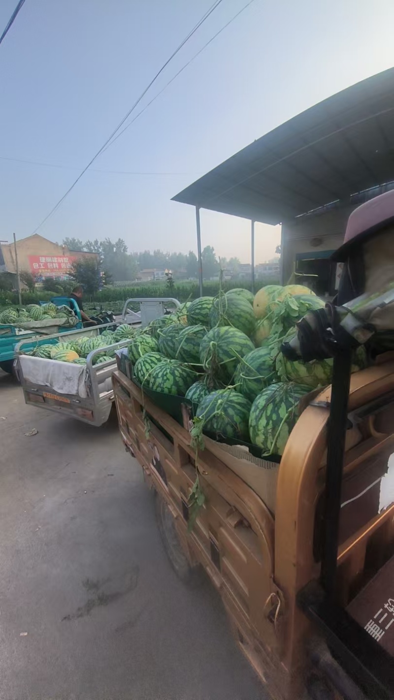 安徽美都西瓜品质好大量上市甜度高，欢迎采购，