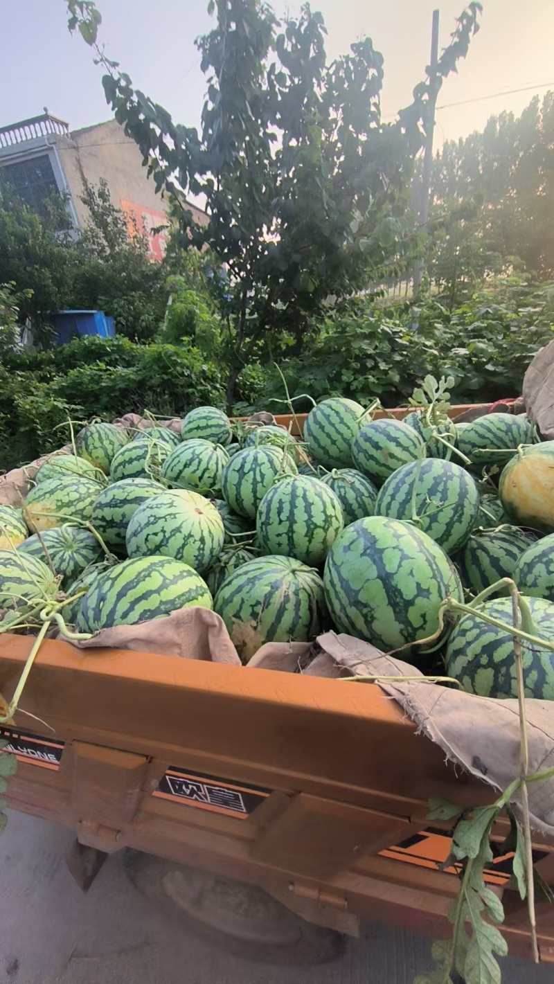 安徽美都西瓜品质好大量上市甜度高，欢迎采购，