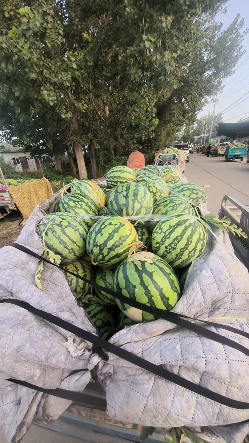 安徽美都西瓜品质好大量上市甜度高，欢迎采购，