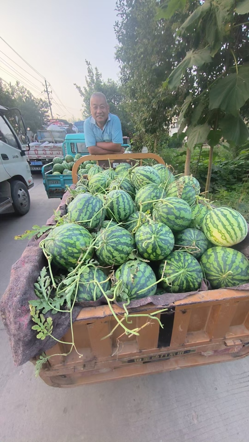 安徽美都西瓜品质好大量上市甜度高，欢迎采购，