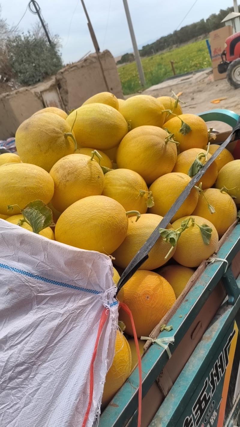 精品金色年华哈密瓜产地直供整车现货