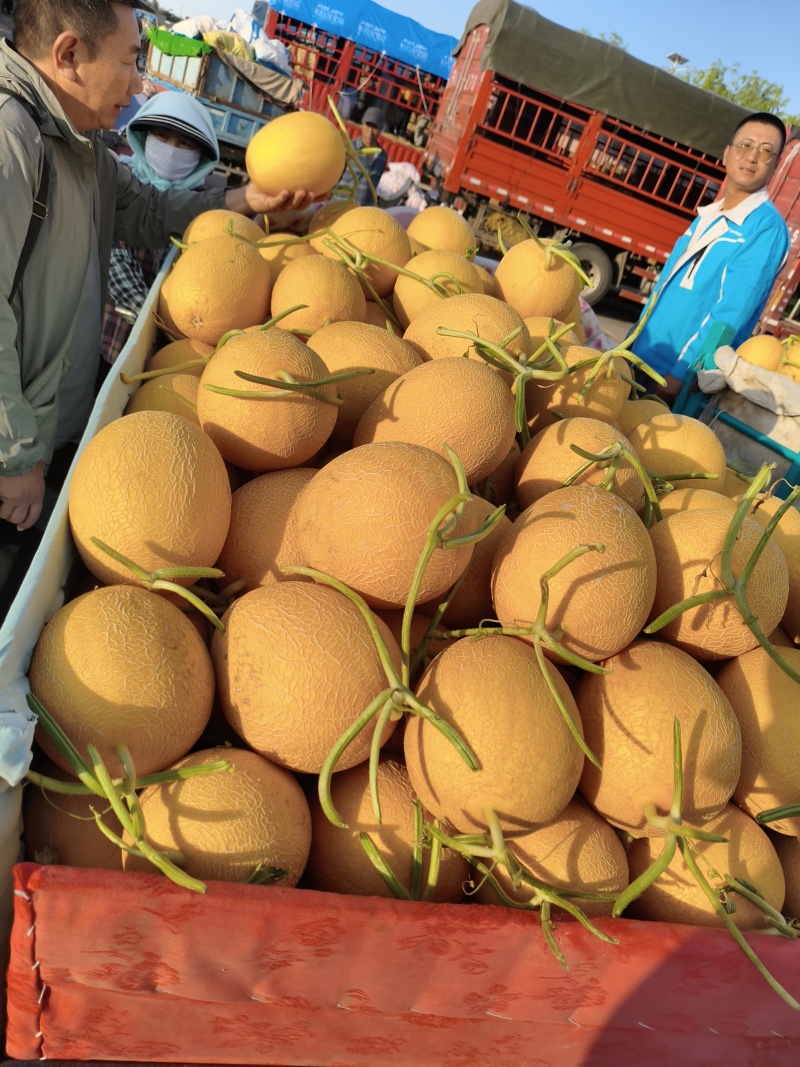 精品金色年华哈密瓜产地直供整车现货
