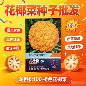 龙橙松100黄色花椰菜种子中晚熟耐寒花球松大黄色花菜种子