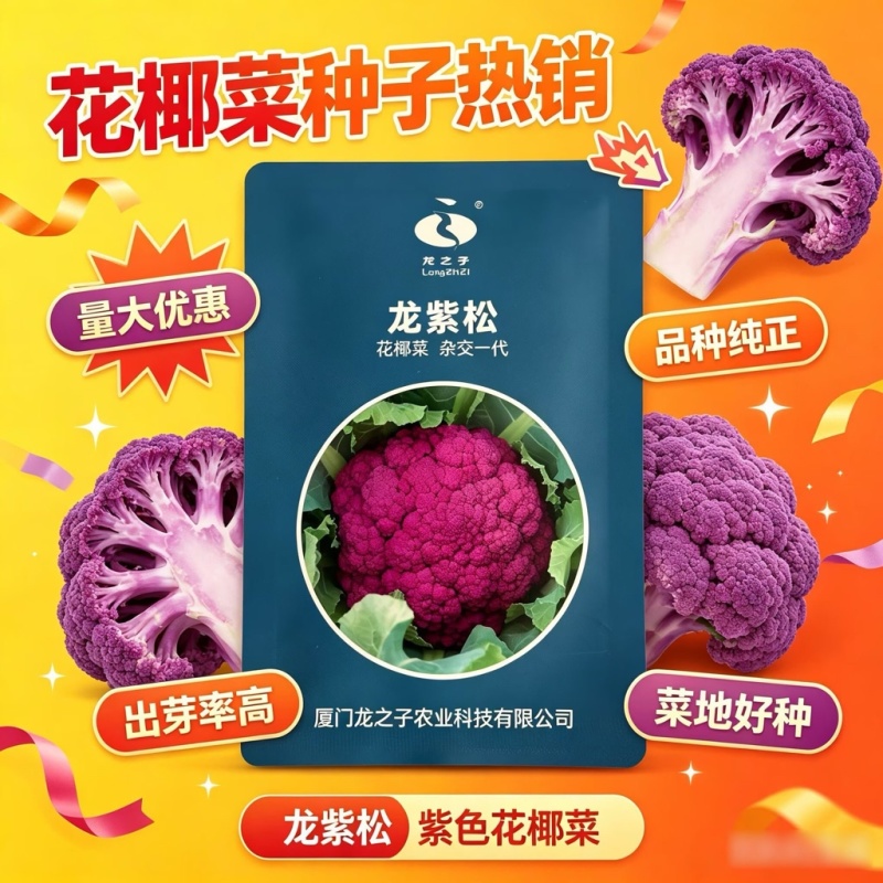 紫色花菜种子65天免盖球露地种植早熟龙紫松花椰菜种子