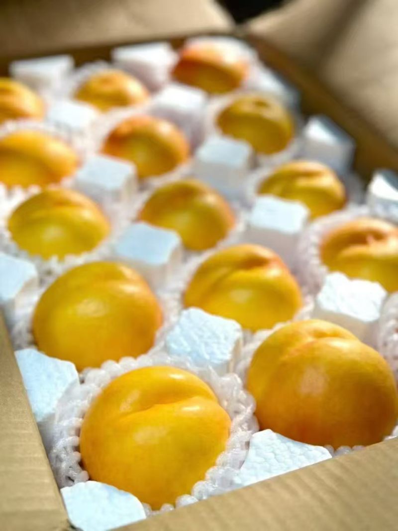 黄金油桃