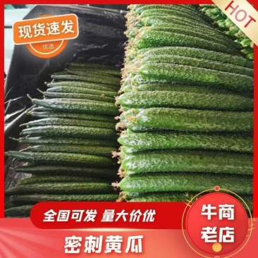 万亩基地鲜花带刺密刺黄瓜，基地直供一手货源