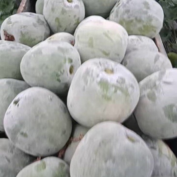 一串铃水果冬瓜，吊冬瓜，白皮水果冬瓜，千亩基地直发