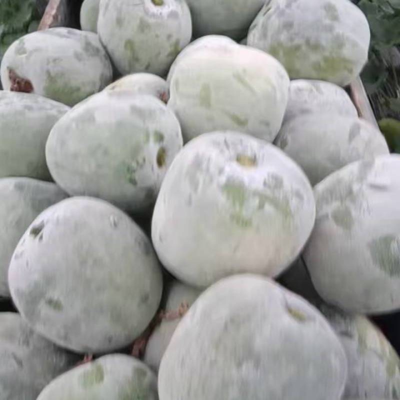 一串铃水果冬瓜，吊冬瓜，白皮水果冬瓜，千亩基地直发