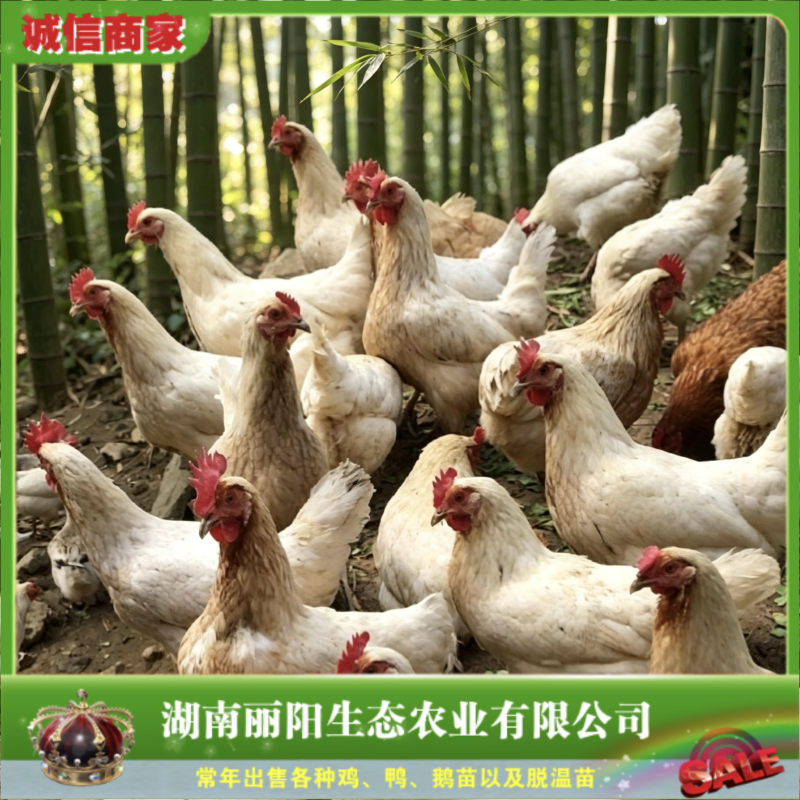罗曼灰蛋鸡苗/罗曼蛋鸡雏/海兰灰蛋鸡苗/基地直销有保障