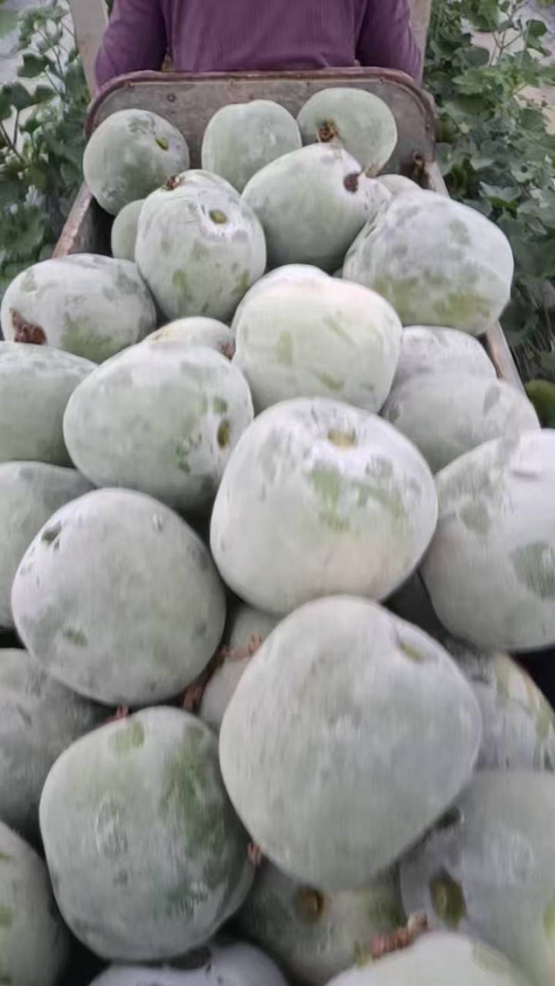 一串铃水果冬瓜，吊冬瓜，白皮水果冬瓜，千亩基地直发