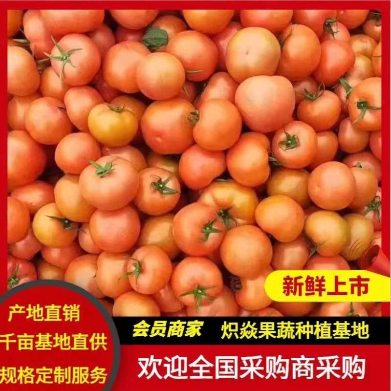 大红西红柿万亩基地直供，一手货源，全年有货