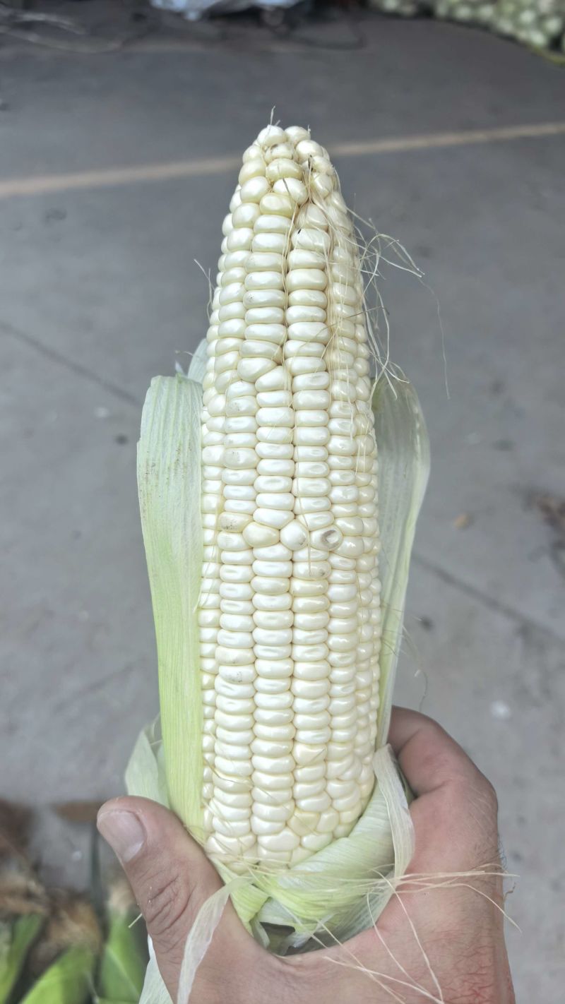 糯玉米