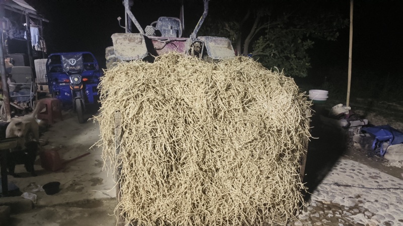 惠东基地新货鱼腥草上市了