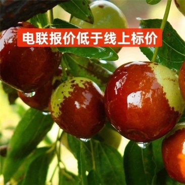 对接网红直播**鲜脆枣鲜枣基地供应链代发代办果园现摘