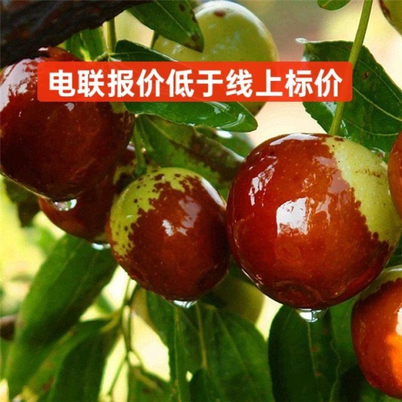 对接网红直播**鲜脆枣鲜枣基地供应链代发代办果园现摘