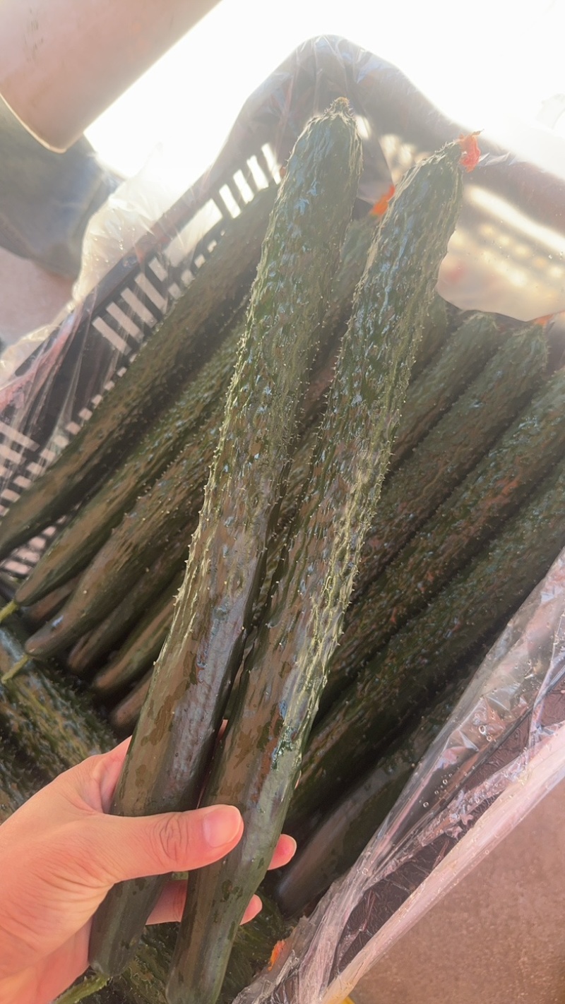 云南鲜花精品黄瓜，条型顺直，瓜刺新鲜，当天採摘