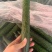 云南鲜花精品黄瓜，条型顺直，瓜刺新鲜，当天採摘