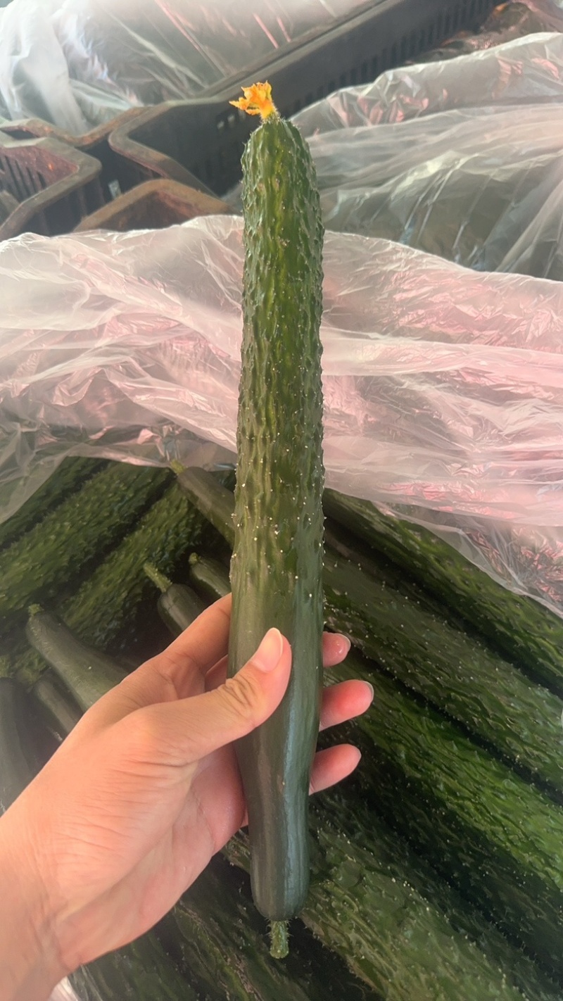 云南鲜花精品黄瓜，条型顺直，瓜刺新鲜，当天採摘
