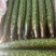云南鲜花精品黄瓜，条型顺直，瓜刺新鲜，当天採摘