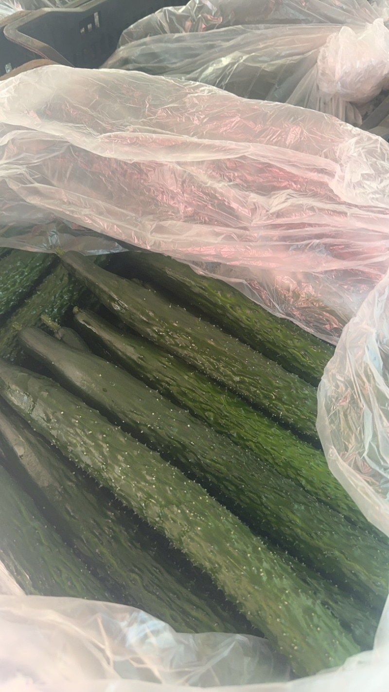 云南鲜花精品黄瓜，条型顺直，瓜刺新鲜，当天採摘