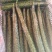 云南鲜花精品黄瓜，条型顺直，瓜刺新鲜，当天採摘