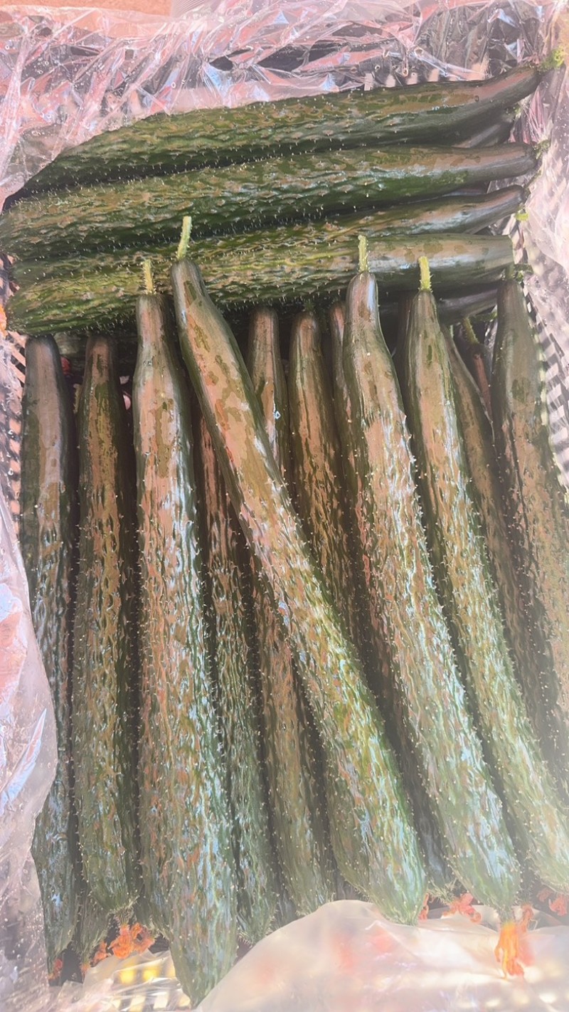 云南鲜花精品黄瓜，条型顺直，瓜刺新鲜，当天採摘