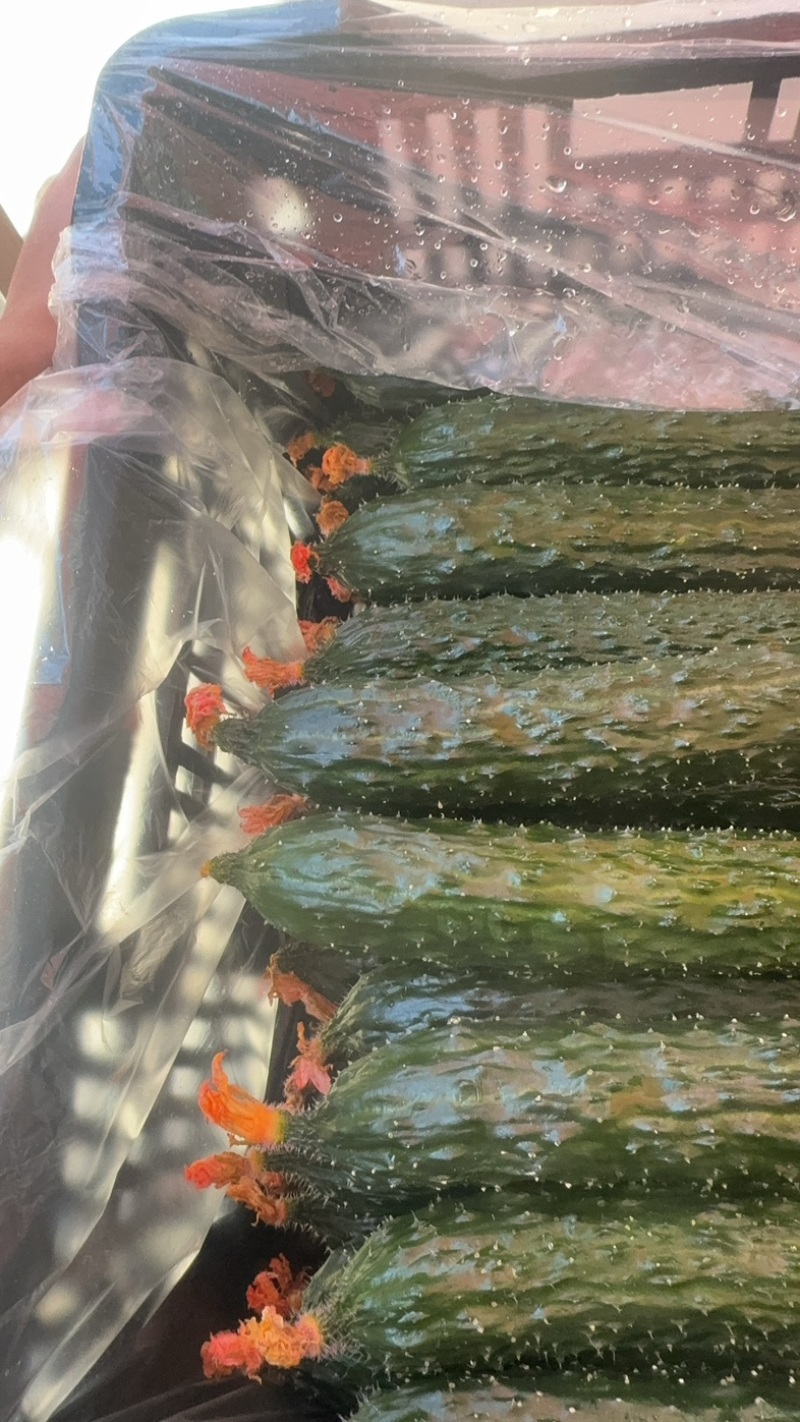 云南鲜花精品黄瓜，条型顺直，瓜刺新鲜，当天採摘