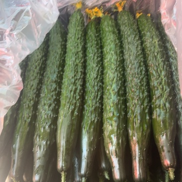 云南鲜花精品黄瓜，条型顺直，瓜刺新鲜，当天採摘
