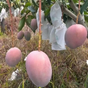 绵阳出货攀枝花凯特芒正宗套袋果
