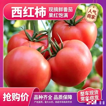 宁夏西红柿品质保证诚信经营欢迎联系接商超市场电商