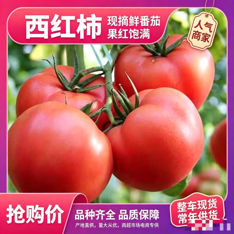 宁夏西红柿品质保证诚信经营欢迎联系接商超市场电商