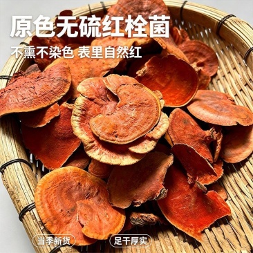 红栓菌中药材云南深山牛樟芝血灵芝大货批发一件代发泡酒煮水