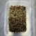 虫草菌种