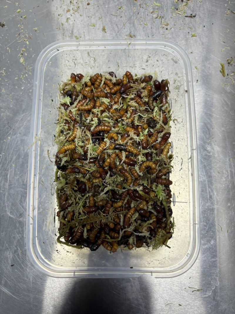 虫草菌种