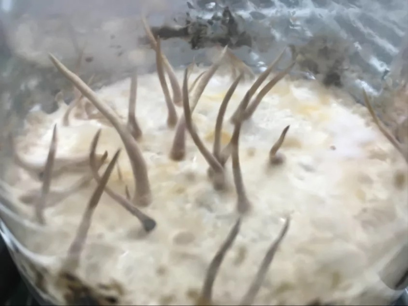 虫草菌种