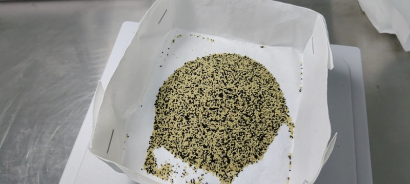虫草菌种