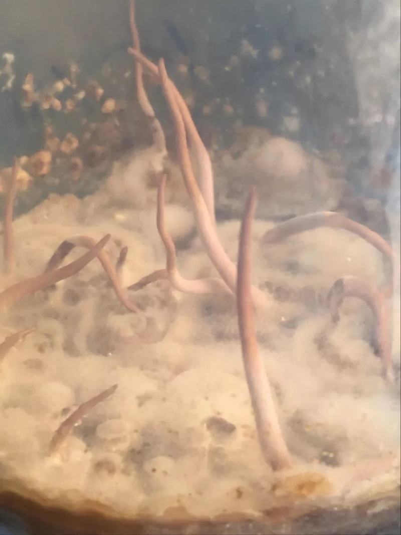 虫草菌种