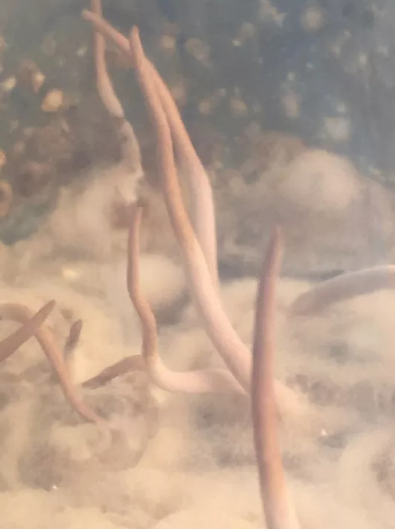 虫草菌种
