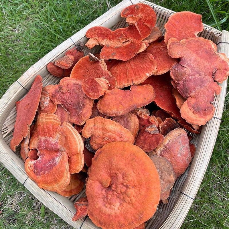 红栓菌中药材云南深山牛樟芝血灵芝大货批发一件代发泡酒煮水