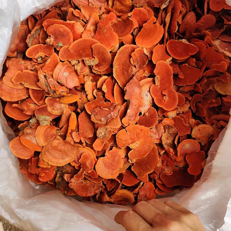 红栓菌中药材云南深山牛樟芝血灵芝大货批发一件代发泡酒煮水